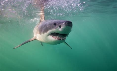 happy shark photograph   wildestanimal fine art america