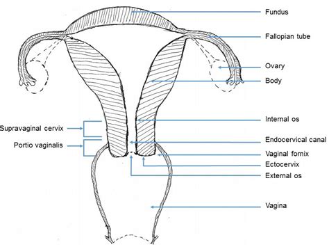 anatomy of the uterus cervix vagina midwifery bsc hot sex picture