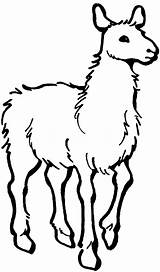 Llama Lama Kolorowanki Alpaca Einfaches Dzieci Hirschkuh Malvorlage Ausmalbild Designlooter Llamas Wydruku sketch template