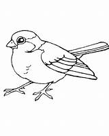 Robin Coloring Pages Kids sketch template
