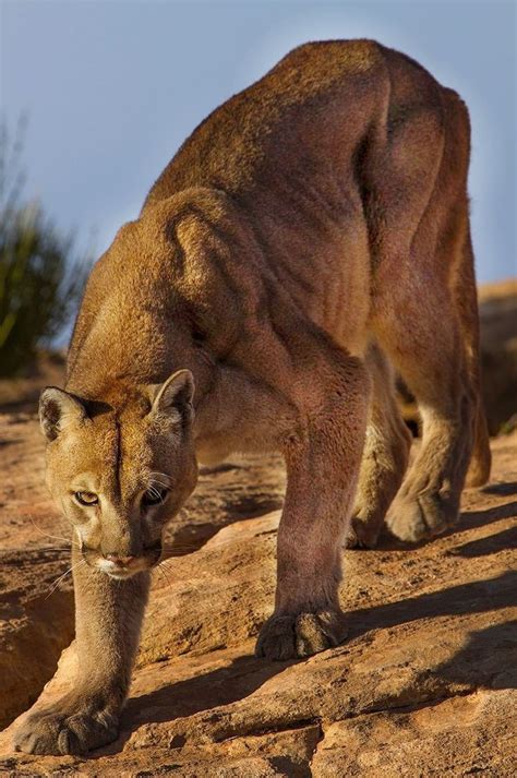 624 best images about cougar america s big cat on pinterest cats