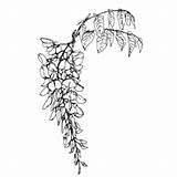 Wisteria Drawing Tree Sinensis Getdrawings Flowers sketch template