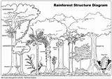 Rainforest Canopy sketch template