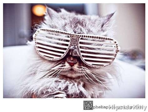 Kitty Gaga Hipster Kitty
