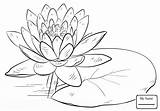 Lily Outline Drawing Water Flowers Coloring Getdrawings sketch template