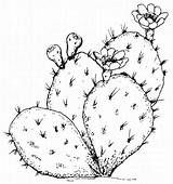 Cactus Coloring Pages Texas Drawing Flower Symbols Saguaro Clipart Pear Prickly Desert Plants Dessin Drawings Printables Painting Kids State Color sketch template