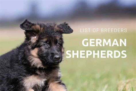 58 hq pictures german shepherd puppies madison wisconsin