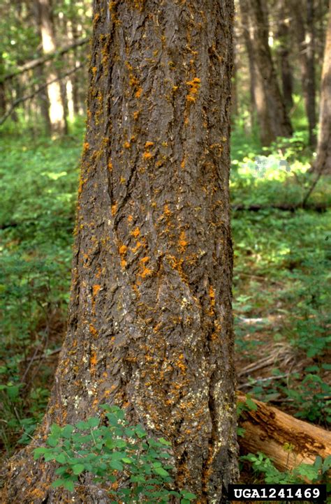 douglas fir beetle dendroctonus pseudotsugae  douglas fir pseudotsuga menziesii