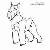 Schnauzer Coloring Terrier Pages Miniature Color Dog Line Standard Index Own sketch template