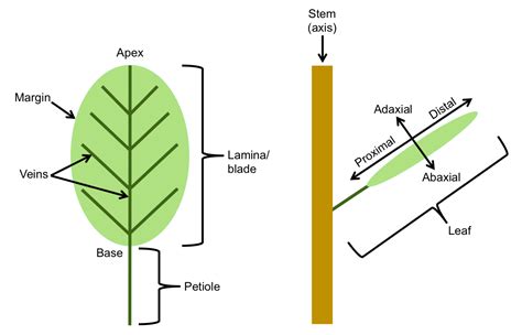 leaf structure evolution digital atlas  ancient life