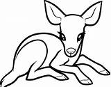 Deer Coloring Pages Drawing Buck Whitetail Baby Animals Colouring Tailed Print Printable Color Drawings Draw Kids Forest Drinking Water Doe sketch template