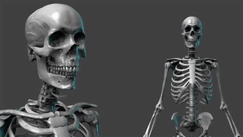 Free Skeleton Anatomy Reference Model Pixologic Zbrushlive