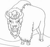 Bison Bisonte Bufalo Arrabbiato Ndsu Angry Template sketch template