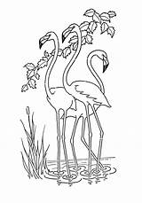 Flamingos Passeando Tudodesenhos Desenho sketch template
