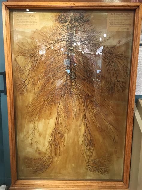 intact human nervous system   dissected   medical