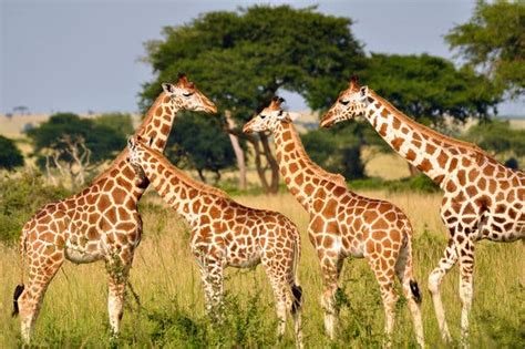 understanding  giraffes   measure    york times