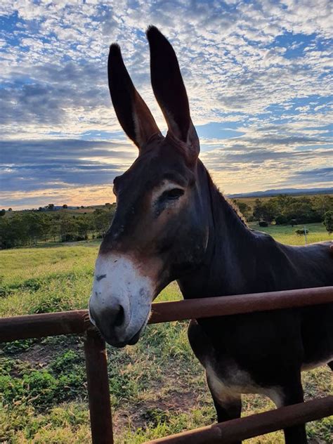 american mammoth donkey  start mule breeding programme  australia