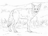 Coloring Coyote Pages Print sketch template