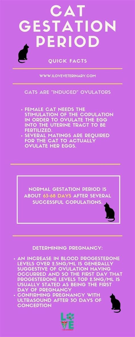 cat gestation period  love veterinary