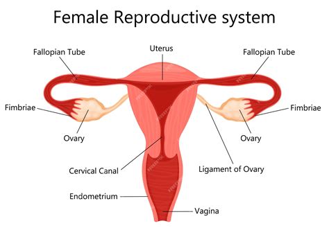 Premium Vector Female Reproductive System With Labelled Parts On
