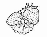 Fragole Morangos Grandi Morango Strawberry Fragola Fresones Dibuixos Cdn5 Dibuix Acolore Frutta Stampare Transparant sketch template