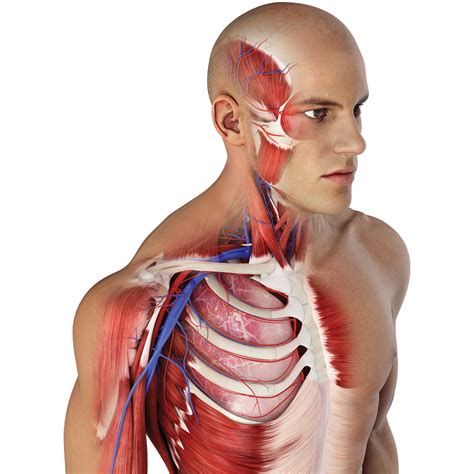 complete anatomy app educator license