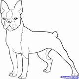 Terrier Boston Coloring Pages French Bulldog Printable Dog Cairn Draw Drawing Color Print Pinhole Clipart Terriers Puppy Step Kids Template sketch template