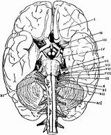 Brain Anatomy Anatomie Physiology Human Cranial Nerves Biologie Ausmalbild Usf Sketch Galery Greys Kostenlos Du Q1 sketch template
