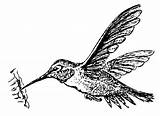 Colibri Kolibri Kolibrie Malvorlage Coloriage Ausmalbilder Hummingbird Ausmalbild Herunterladen Abbildung Bird Afbeelding Schulbilder Téléchargez Ausdrucken sketch template