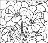Color Number Flower Pages Coloring Printable Getcolorings Flowers sketch template