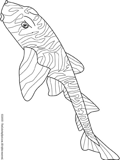 zebra bullhead shark coloring page audio stories  kids