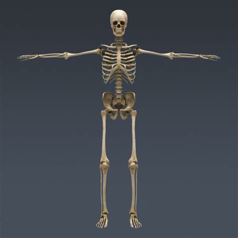 Human Male Anatomy Body Muscles Skeleton Organs Lymphatic 3d Model