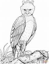 Eagle Harpy Coloring Drawing Pages Easy Clipart Aguila Philippine Rainforest Bald Printable Supercoloring Outlines Harpia Sketch 1061 25kb Super Drawings sketch template