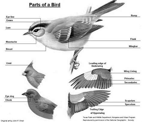 parts   bird bird animals backyard birds