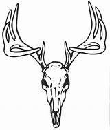 Deer Skull Drawing Tattoo Coloring Buck Clipart Head Designs Antlers Pages Outline Tattoos Stencil Face Antler Simple Drawings Clip Whitetail sketch template