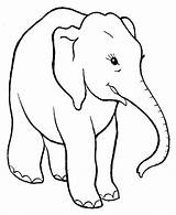 Elephant Coloring Pages Kids Animals Clipart Wild Animal Color Colorear Para Dibujos Elefantes Imagen sketch template
