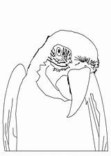 Perroquet Coloriage Colorier Hugolescargot Oiseaux Enregistrée Animaux sketch template