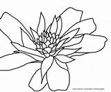Coloring Pages Bromeliad Jungle Bromeliads sketch template