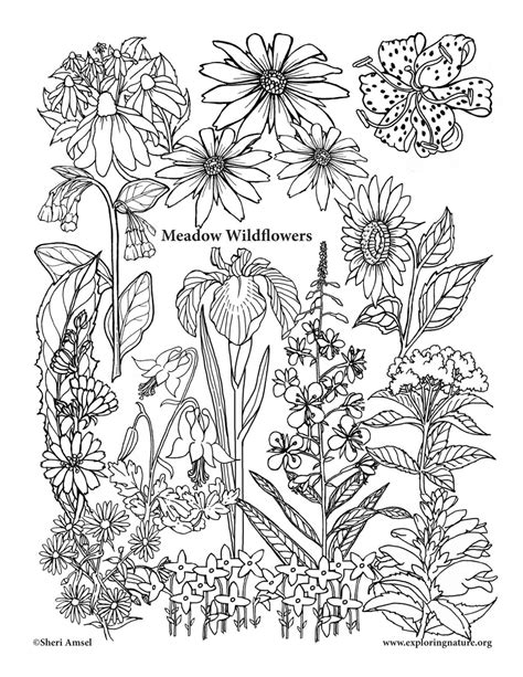 wildflower coloring   designlooter