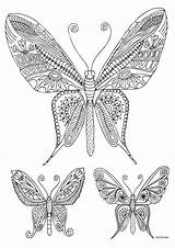 Butterflies Adulte sketch template
