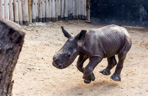 baby rhino  running  hes called