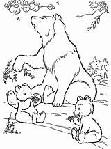 Colorir Urso Cubs sketch template