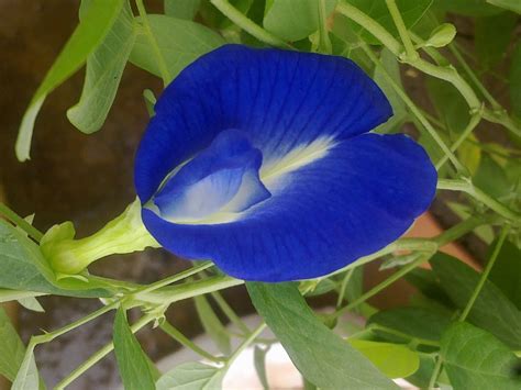 plants growing   potted garden   grow butterfly pea vine  pots  care