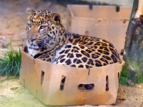 leopard  box   animals wild cats crazy cats