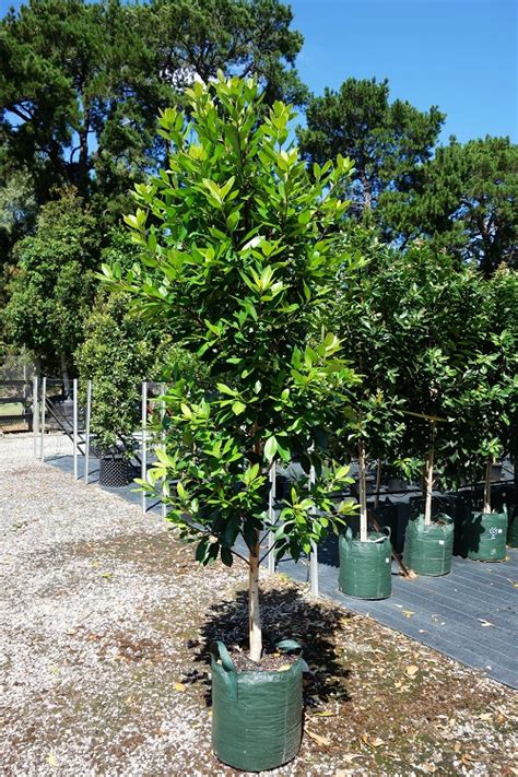 tristaniopsis laurina luscious for sale kilby park tree farm