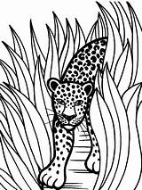 Jaguar Coloring Pages Rainforest Animal Color Grass Printable Jaguars Animals Drawing Drawings Jacksonville Car Tall Crafts Baby Head Print Forest sketch template
