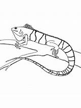Iguana Colornimbus sketch template