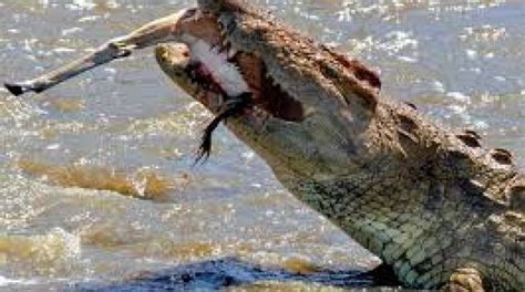 crocodile swallows man alive