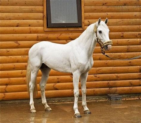 orlov trotter for sale adoption from moscow