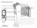 Bone Labeling Anatomy Long Worksheet Skeleton Physiology Exploringnature sketch template